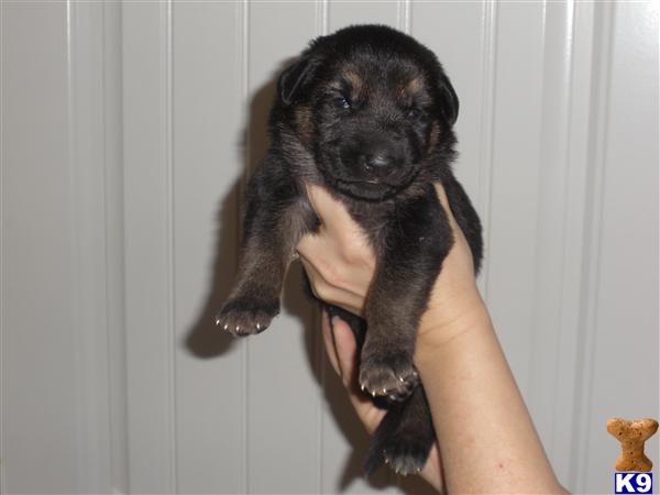 German Shepherd Puppies in TX