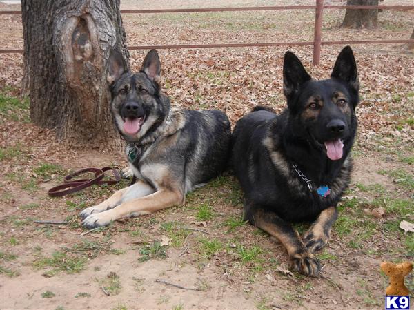 German Shepherd Puppies in TX