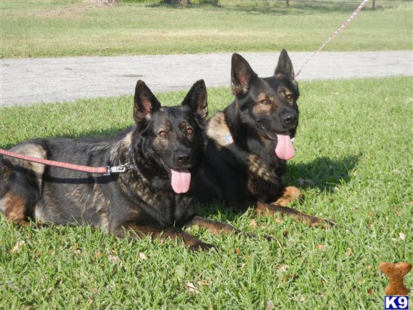 German Shepherd Puppies in TX