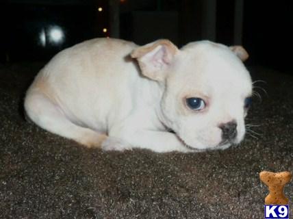 Boston Terrier Puppies in WV