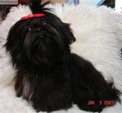 Stud Dogs - Shih Tzu