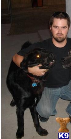 Stud Dogs - Newfoundland