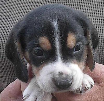 Puppies in Bemidji