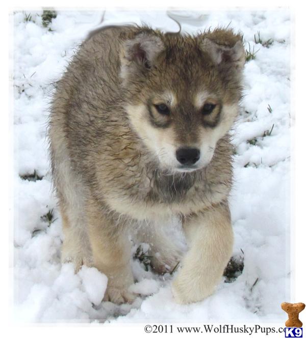 Wolf Dog Puppies