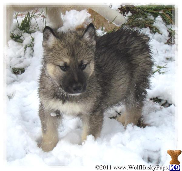Wolf Dog Puppies