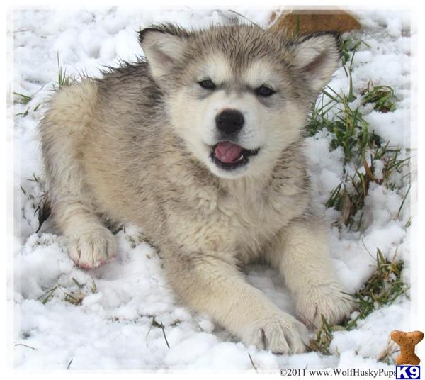 Wolf Dog Puppies