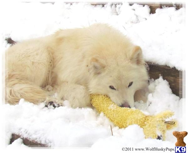 Stud Dogs - Wolf Dog