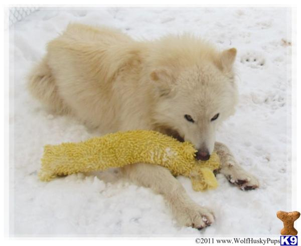 Stud Dogs - Wolf Dog
