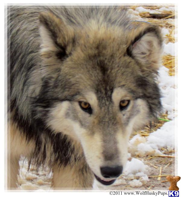 Dogs for Sale in NV