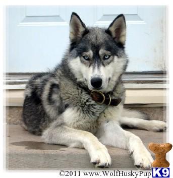 Wolf Dog Puppies