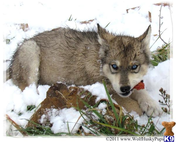 Wolf Dog Puppies