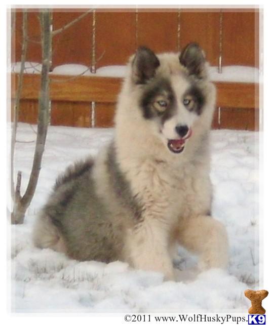 Wolf Dog Puppies