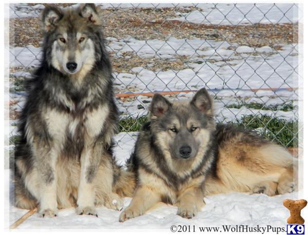 Wolf Dog Puppies
