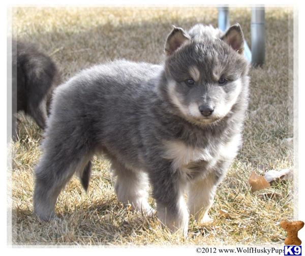Wolf Dog Puppies