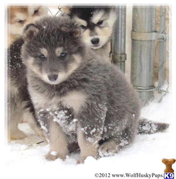 Wolf Dog Puppies