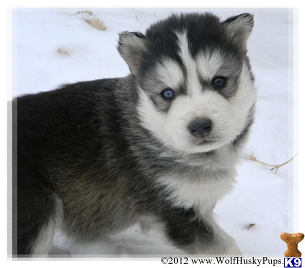 Puppies in NV