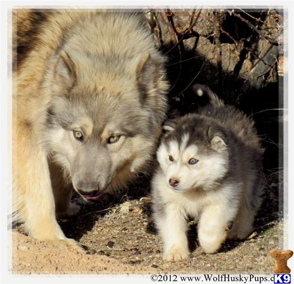 Wolf Dog Puppies