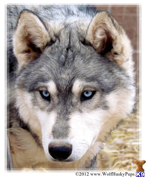 Dogs - Wolf Dog