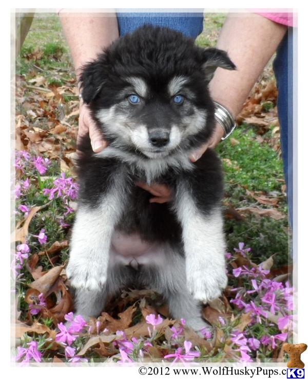 Wolf Dog Puppies