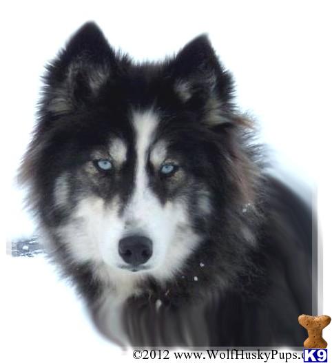 Wolf Dog Puppies