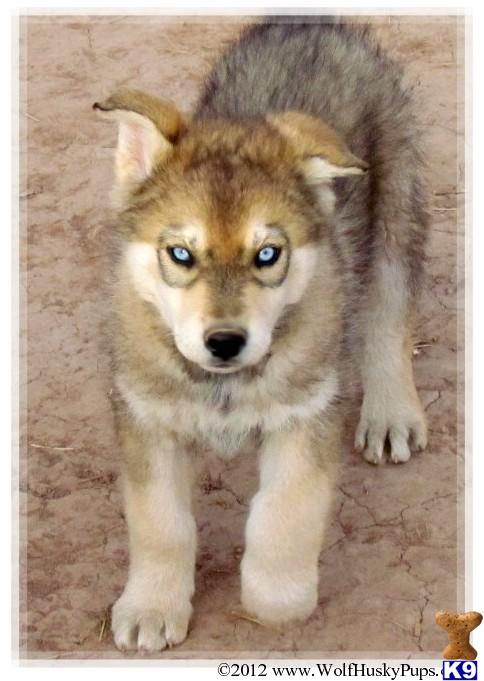 Wolf Dog Puppies