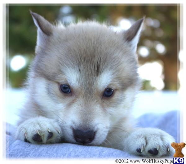 Wolf Dog Puppies