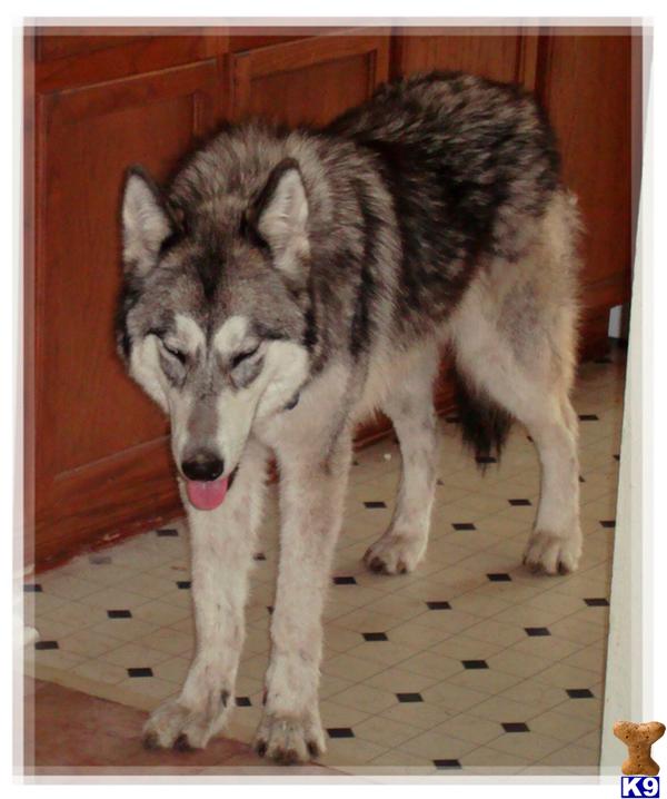 Dogs - Wolf Dog