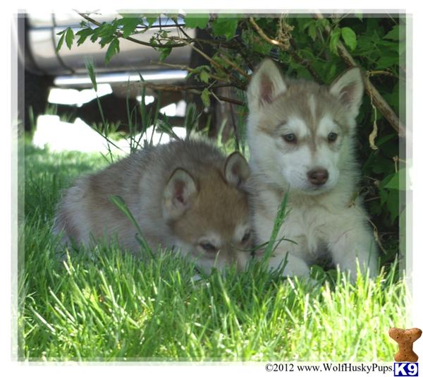 Wolf Dog Puppies