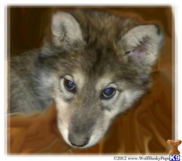 Wolf Dog Puppies
