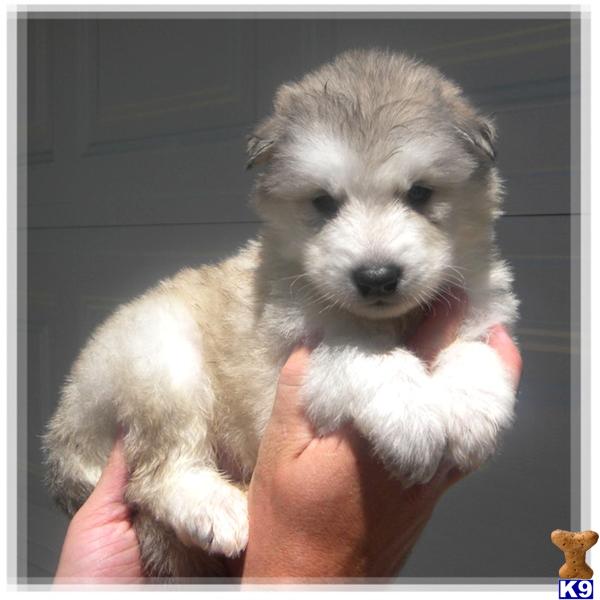 Wolf Dog Puppies