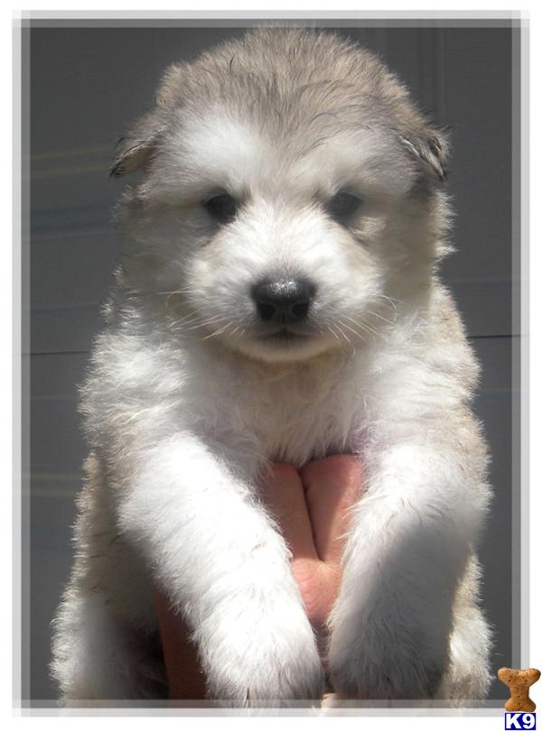 Wolf Dog Puppies