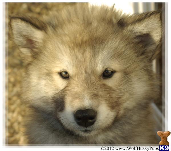Wolf Dog Puppies