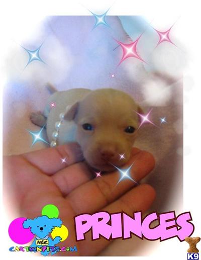 Chihuahua Puppies in TX