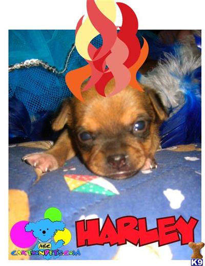 Chihuahua Puppies in TX