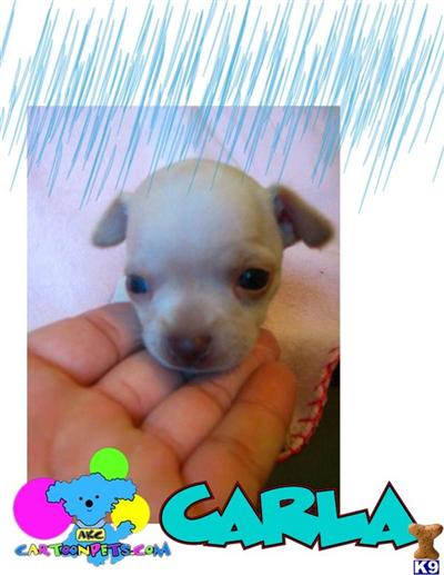 Chihuahua Puppies in TX