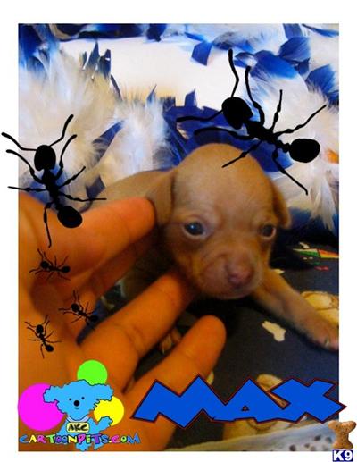 Chihuahua Puppies in TX