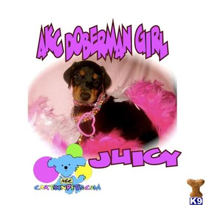 Doberman Pinscher Puppies in TX