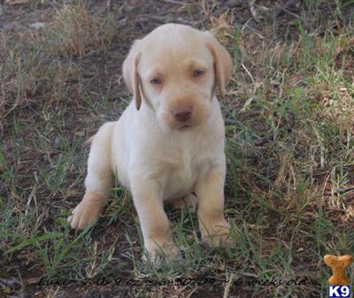 Puppies in GA