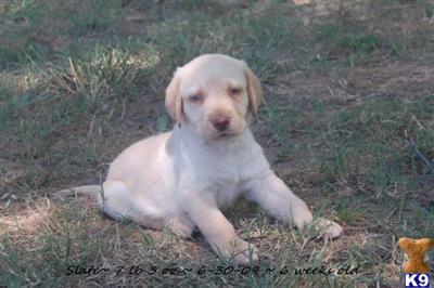 Puppies in GA