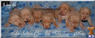 Puppies in GA
