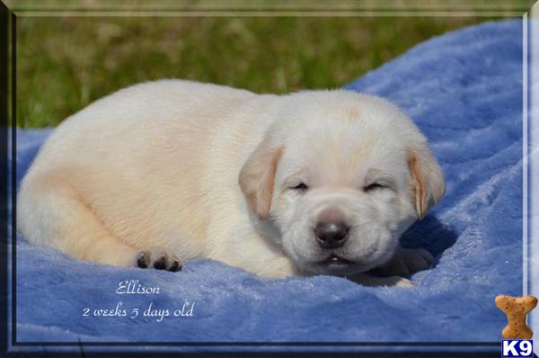 Puppies in Canon
