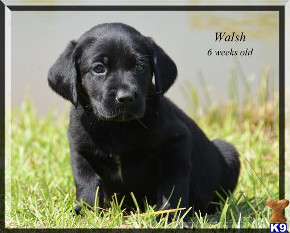 Puppies in Canon