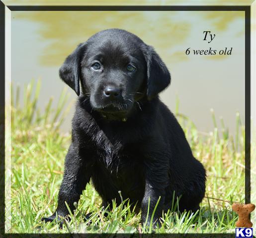 Puppies in Canon