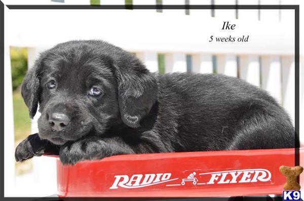 Puppies in Canon