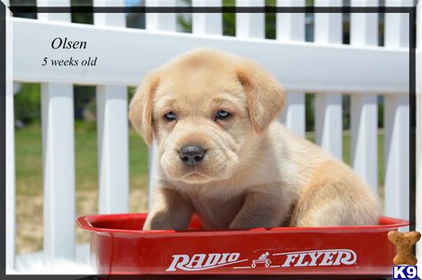 Puppies in Canon