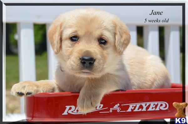 Puppies in Canon