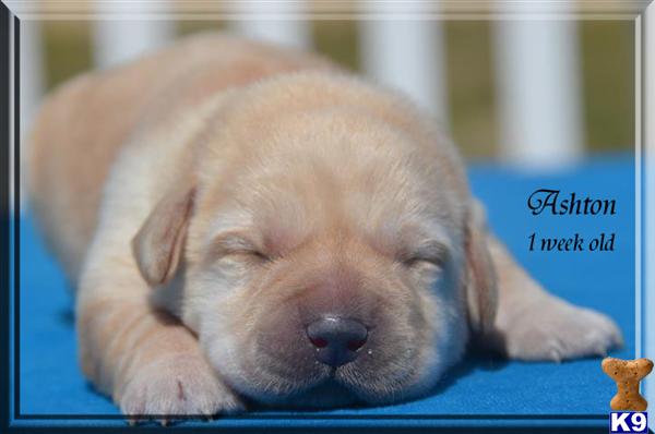 Puppies in GA