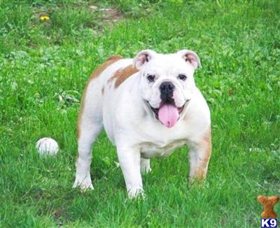Dogs for Sale in MA