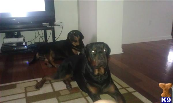 Stud Dogs in VA
