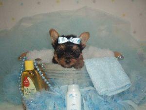 Yorkshire Terrier Puppies in FL